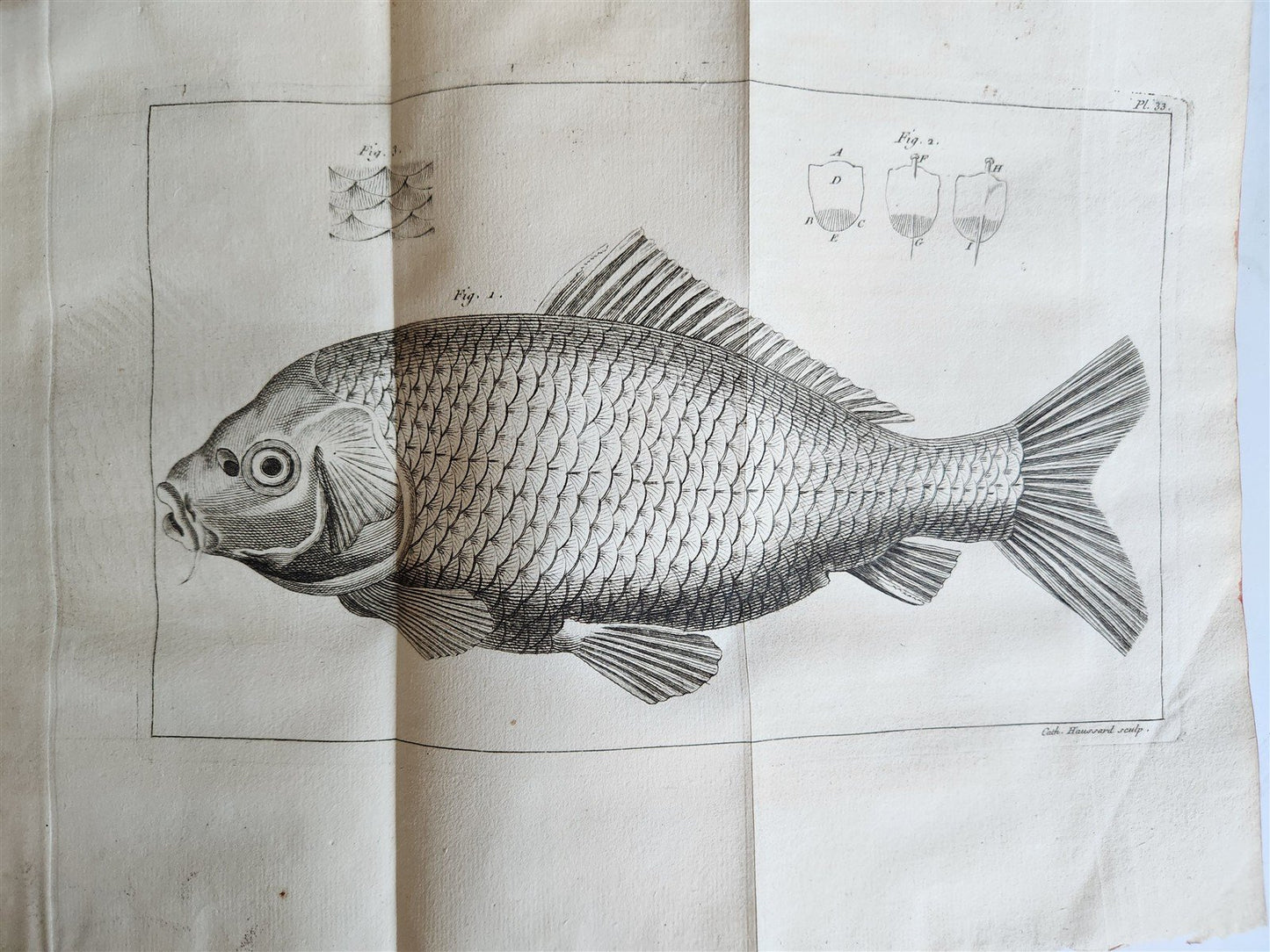 1749 MEDICAL TREATISE ILLUSTRATED ANATOMY by Francois PLANQUE antique V. 2