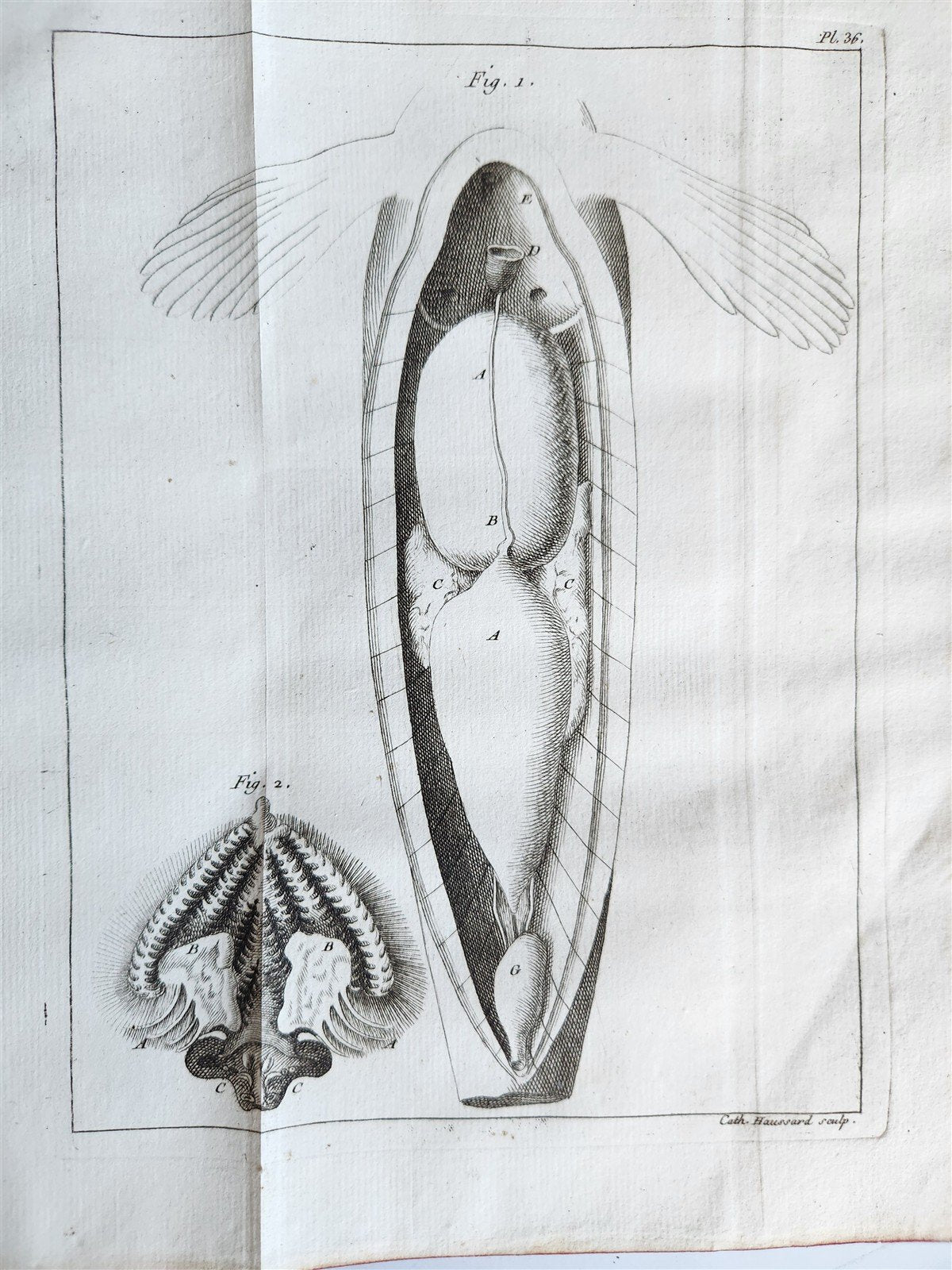1749 MEDICAL TREATISE ILLUSTRATED ANATOMY by Francois PLANQUE antique V. 2