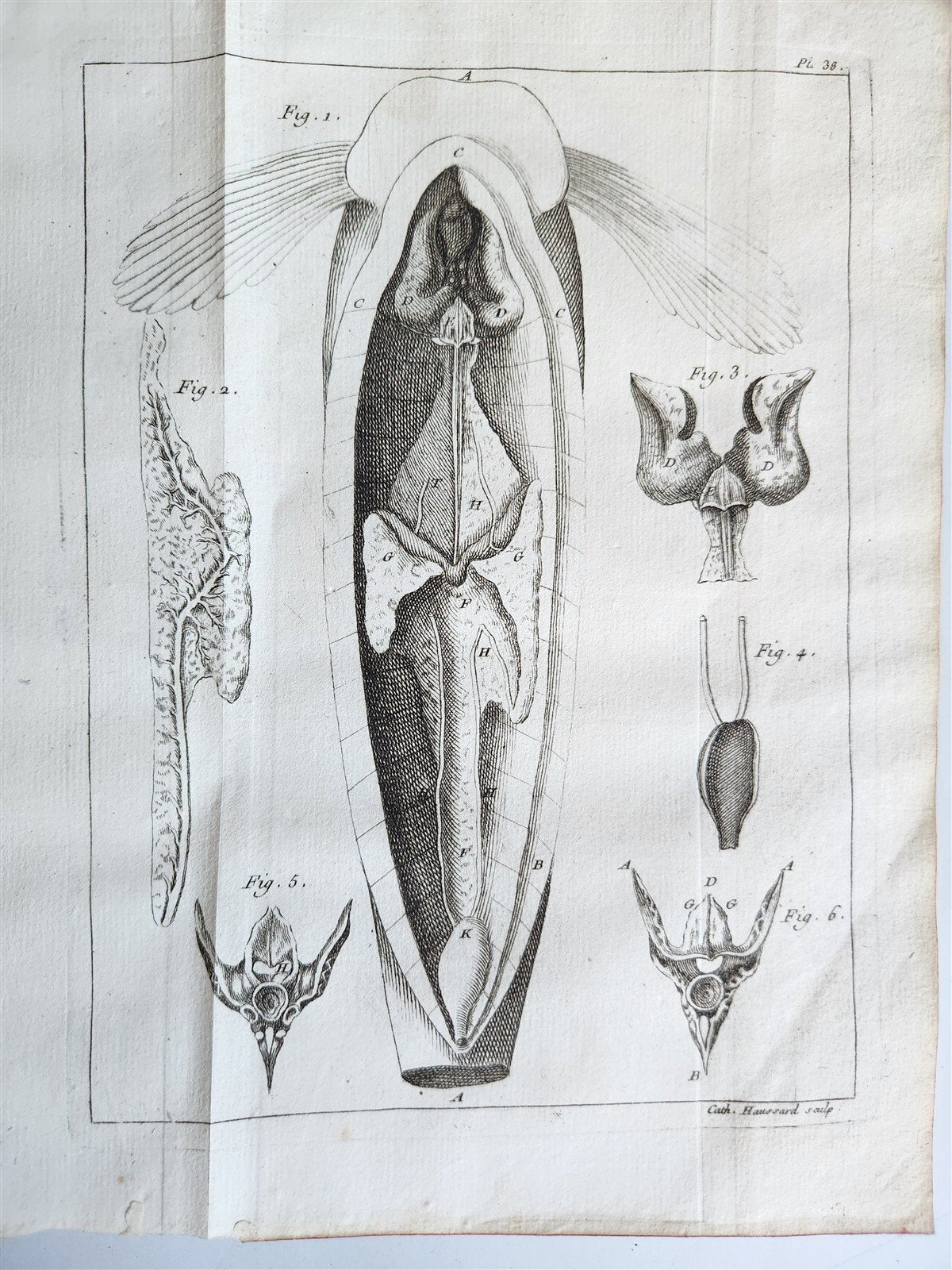1749 MEDICAL TREATISE ILLUSTRATED ANATOMY by Francois PLANQUE antique V. 2