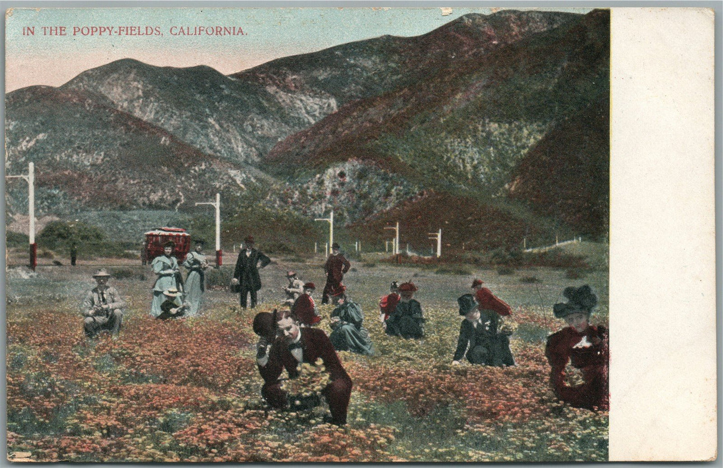 CALIFORNIA POPPY FIELDS ANTIQUE POSTCARD