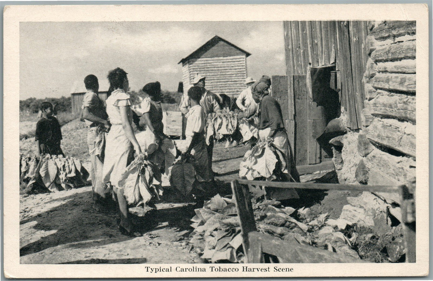 CAROLINA TOBACCO HARVEST SCENE SC ANTIQUE POSTCARD