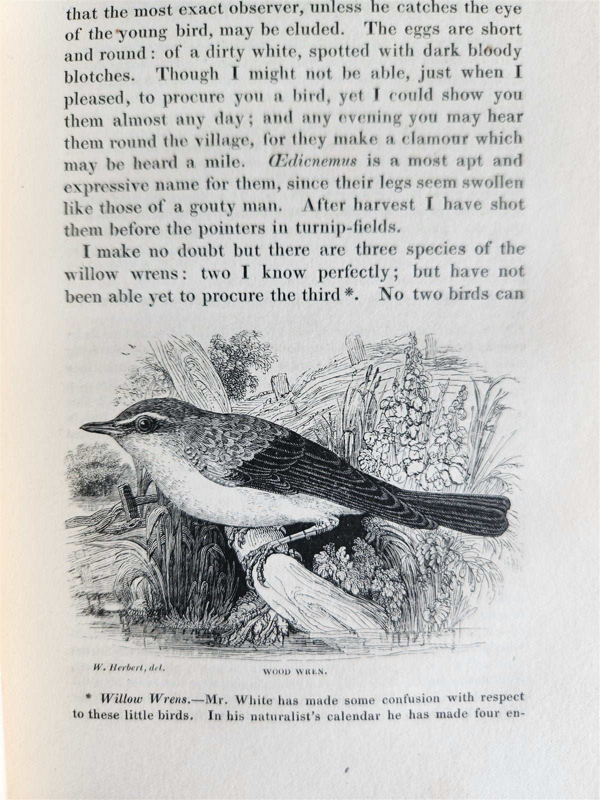 1870s NATURAL HISTORY AND ANTIQUITIES of SELBORNE w/ ARMORIAL BINDING ANTIQUE