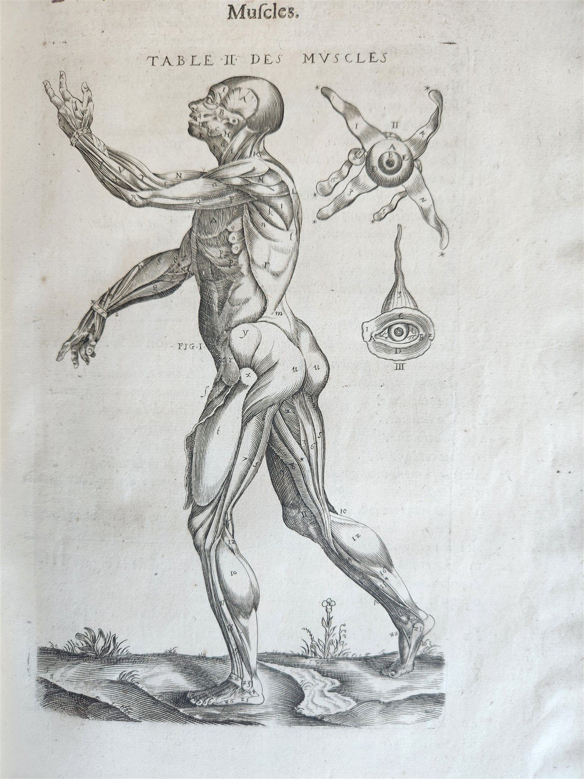 1646 ANATOMY ILLUSTRATED FOLIO antique MEDICAL Oeuvres de Me André dv Lavrens