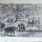 1879 THIRTEEN YEARS AMONG THE WILD BEASTS of INDIA antique ILLUSTRATED