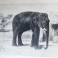 1879 THIRTEEN YEARS AMONG THE WILD BEASTS of INDIA antique ILLUSTRATED