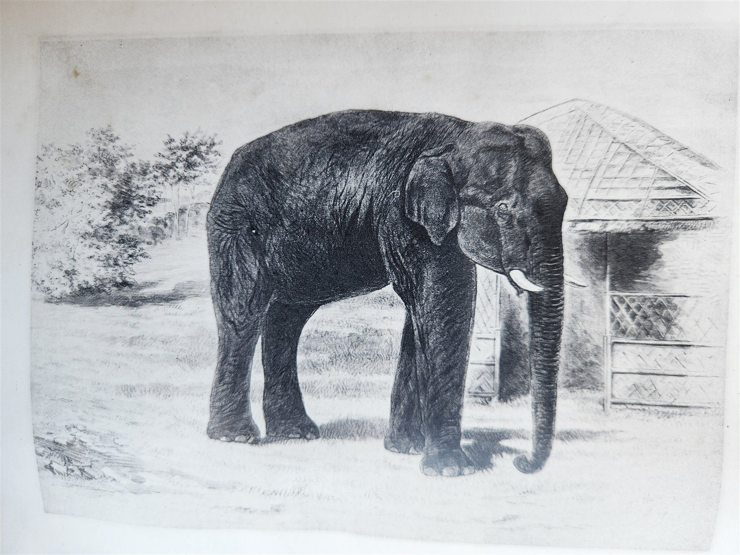 1879 THIRTEEN YEARS AMONG THE WILD BEASTS of INDIA antique ILLUSTRATED