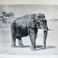 1879 THIRTEEN YEARS AMONG THE WILD BEASTS of INDIA antique ILLUSTRATED