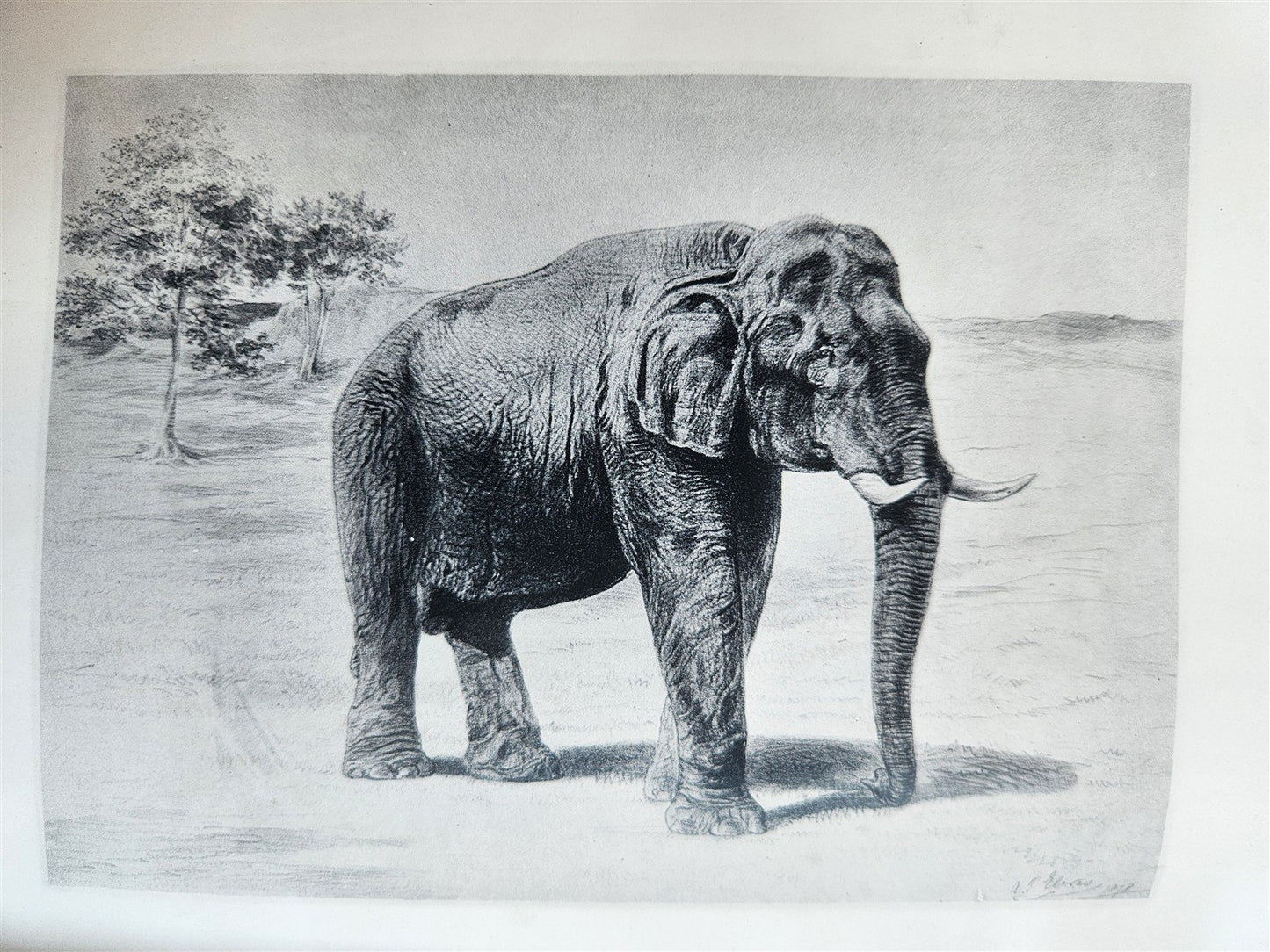 1879 THIRTEEN YEARS AMONG THE WILD BEASTS of INDIA antique ILLUSTRATED
