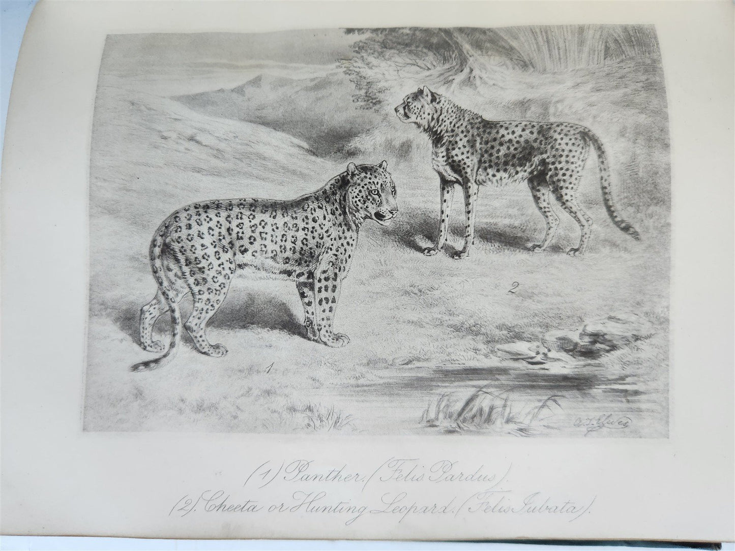 1879 THIRTEEN YEARS AMONG THE WILD BEASTS of INDIA antique ILLUSTRATED