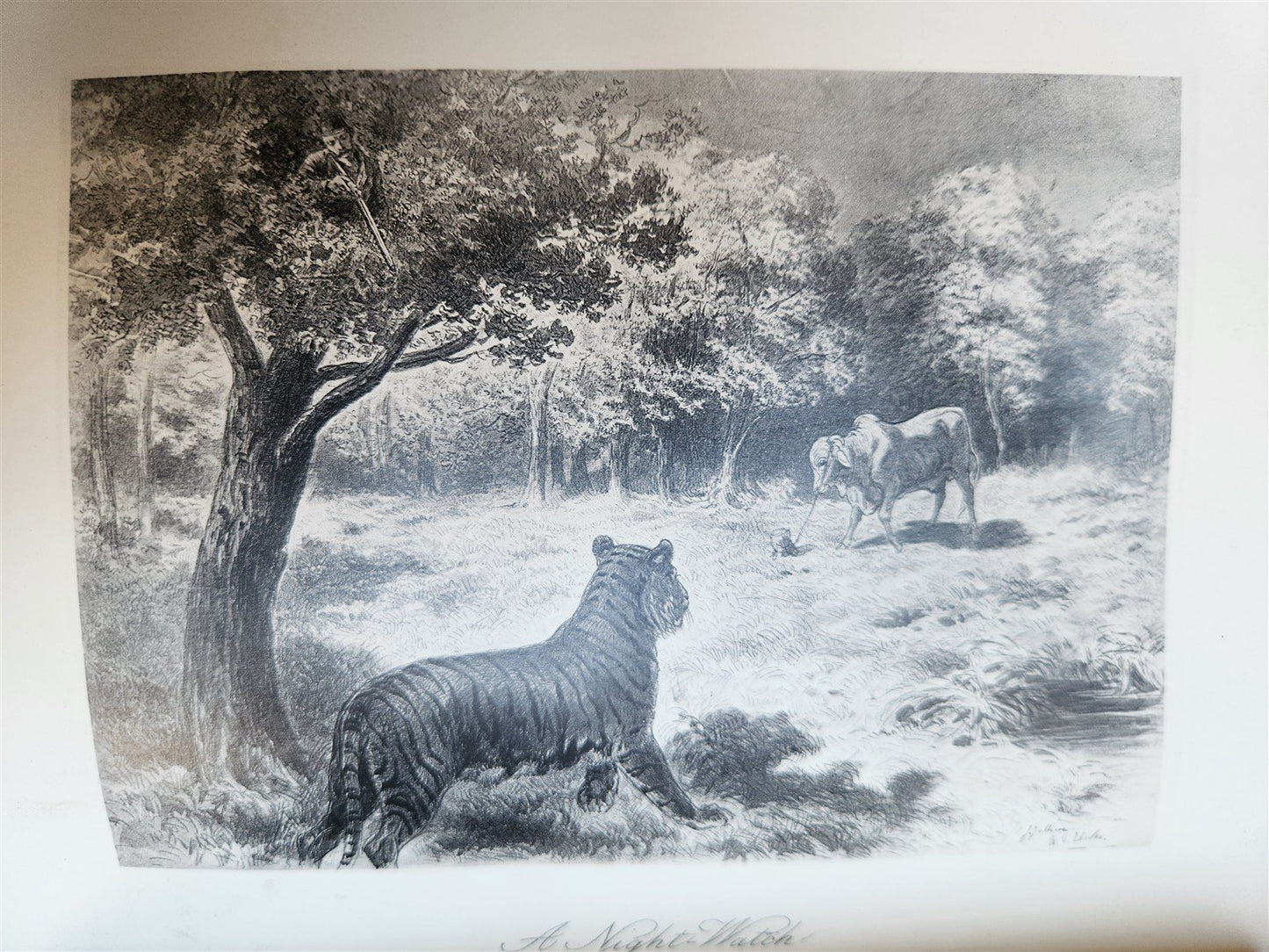 1879 THIRTEEN YEARS AMONG THE WILD BEASTS of INDIA antique ILLUSTRATED