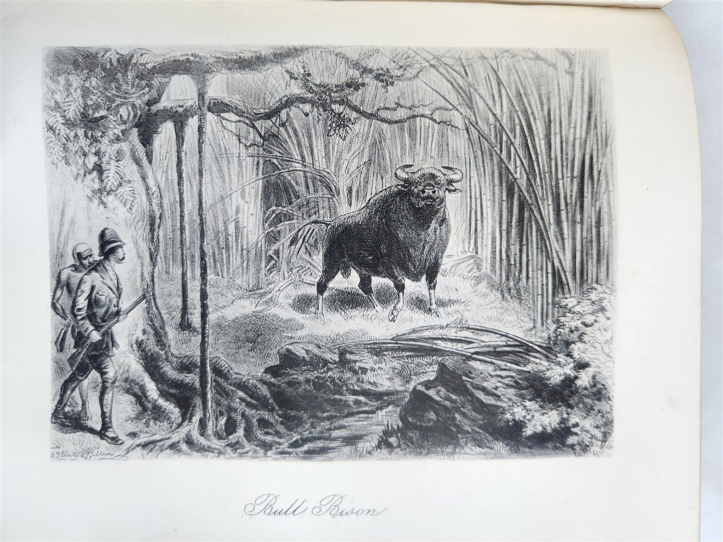 1879 THIRTEEN YEARS AMONG THE WILD BEASTS of INDIA antique ILLUSTRATED