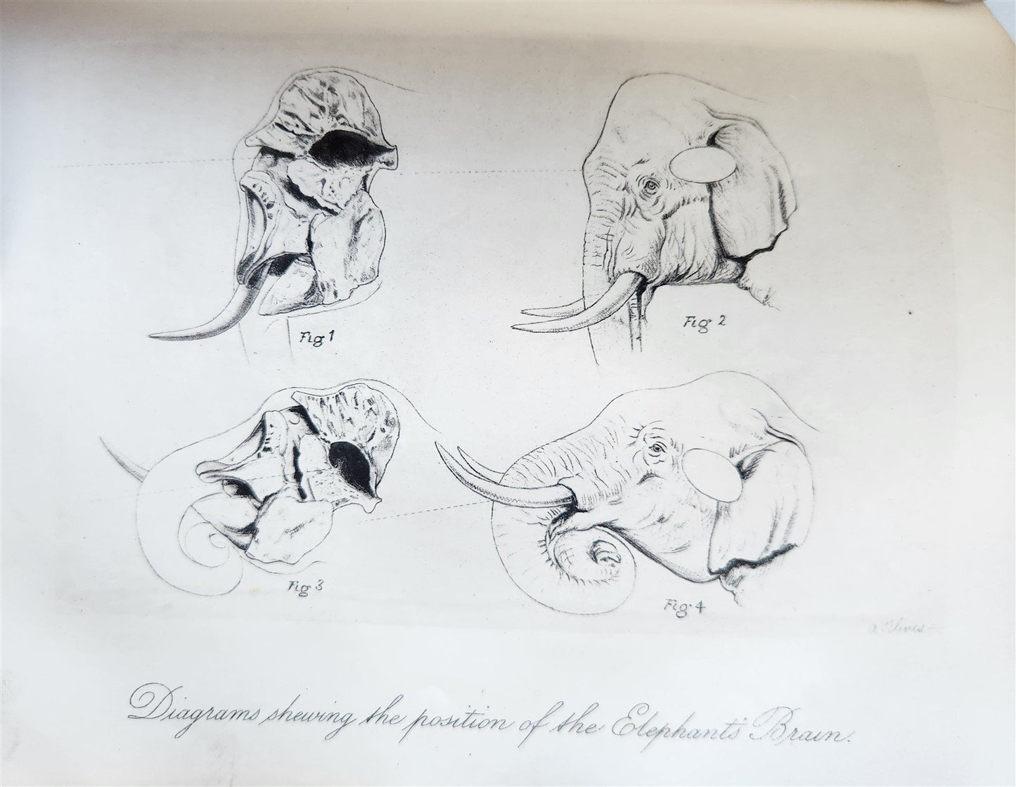 1879 THIRTEEN YEARS AMONG THE WILD BEASTS of INDIA antique ILLUSTRATED