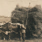 HARVEST ANTIQUE REAL PHOTO POSTCARD RPPC