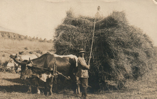 HARVEST ANTIQUE REAL PHOTO POSTCARD RPPC