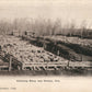 GREELEY CO FATTENING SHEEP ANTIQUE POSTCARD
