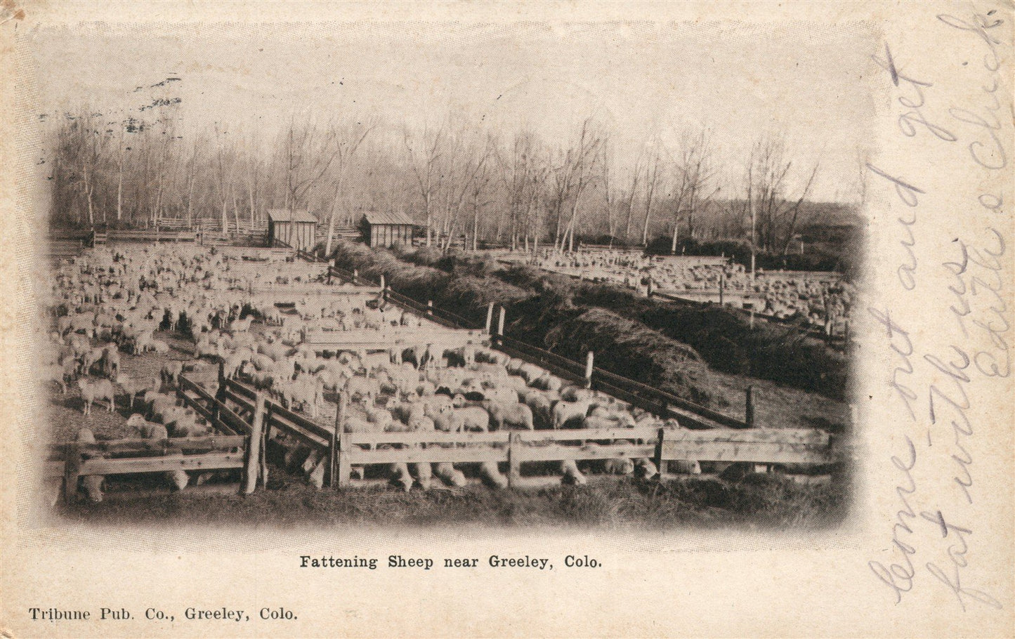 GREELEY CO FATTENING SHEEP ANTIQUE POSTCARD
