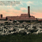 BILLINGS MT SUGAR REFINERY ANTIQUE POSTCARD