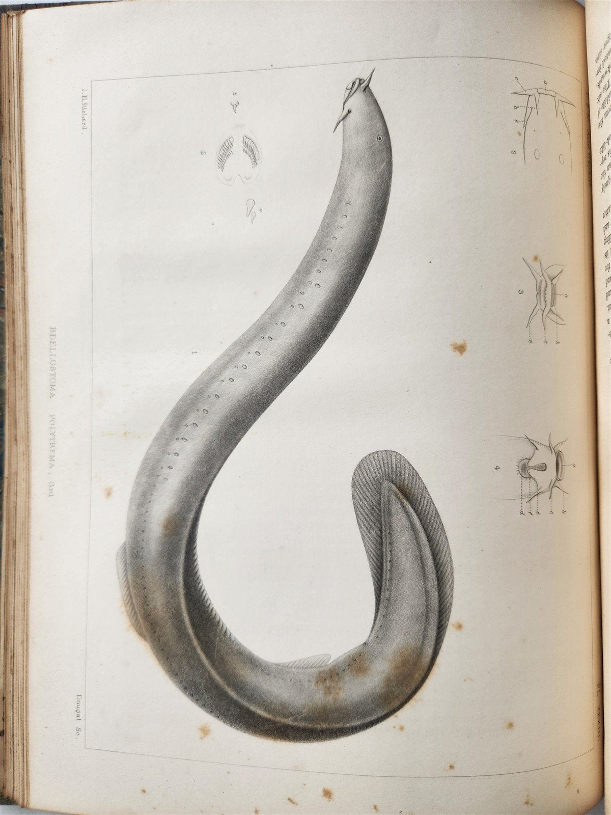 1855 South Hemisphere US Naval Astronomical Expedition ANTIQUE illustrated 2 VOL