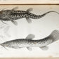 1855 South Hemisphere US Naval Astronomical Expedition ANTIQUE illustrated 2 VOL
