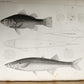 1855 South Hemisphere US Naval Astronomical Expedition ANTIQUE illustrated 2 VOL