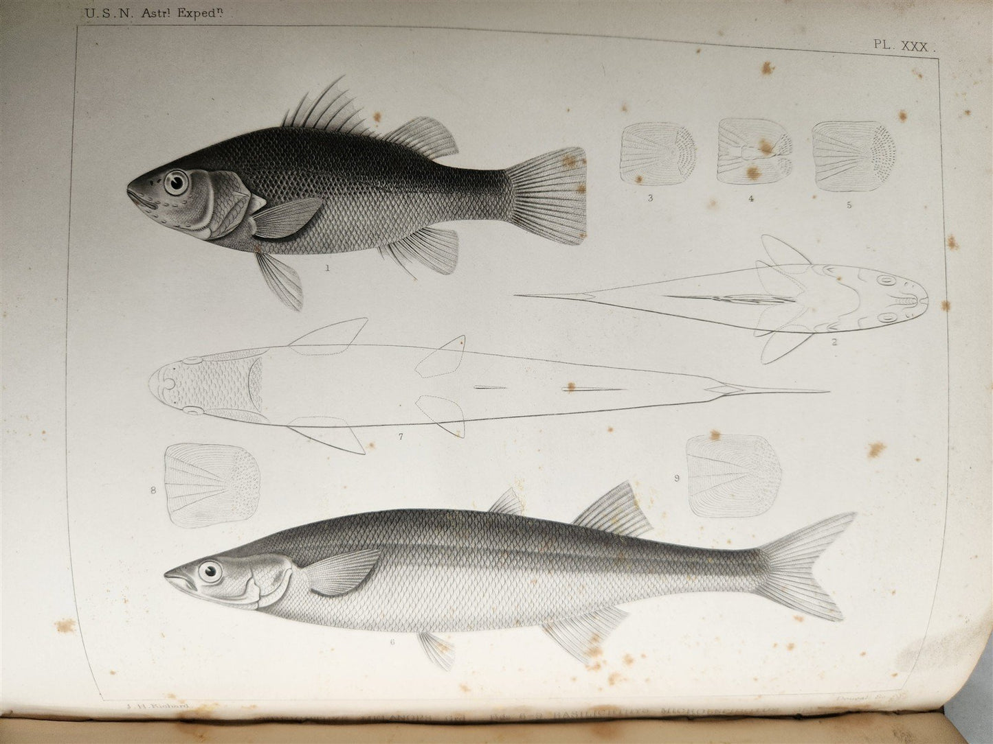1855 South Hemisphere US Naval Astronomical Expedition ANTIQUE illustrated 2 VOL
