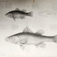 1855 South Hemisphere US Naval Astronomical Expedition ANTIQUE illustrated 2 VOL