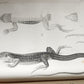 1855 South Hemisphere US Naval Astronomical Expedition ANTIQUE illustrated 2 VOL
