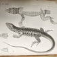 1855 South Hemisphere US Naval Astronomical Expedition ANTIQUE illustrated 2 VOL