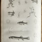 1855 South Hemisphere US Naval Astronomical Expedition ANTIQUE illustrated 2 VOL