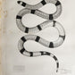 1855 South Hemisphere US Naval Astronomical Expedition ANTIQUE illustrated 2 VOL