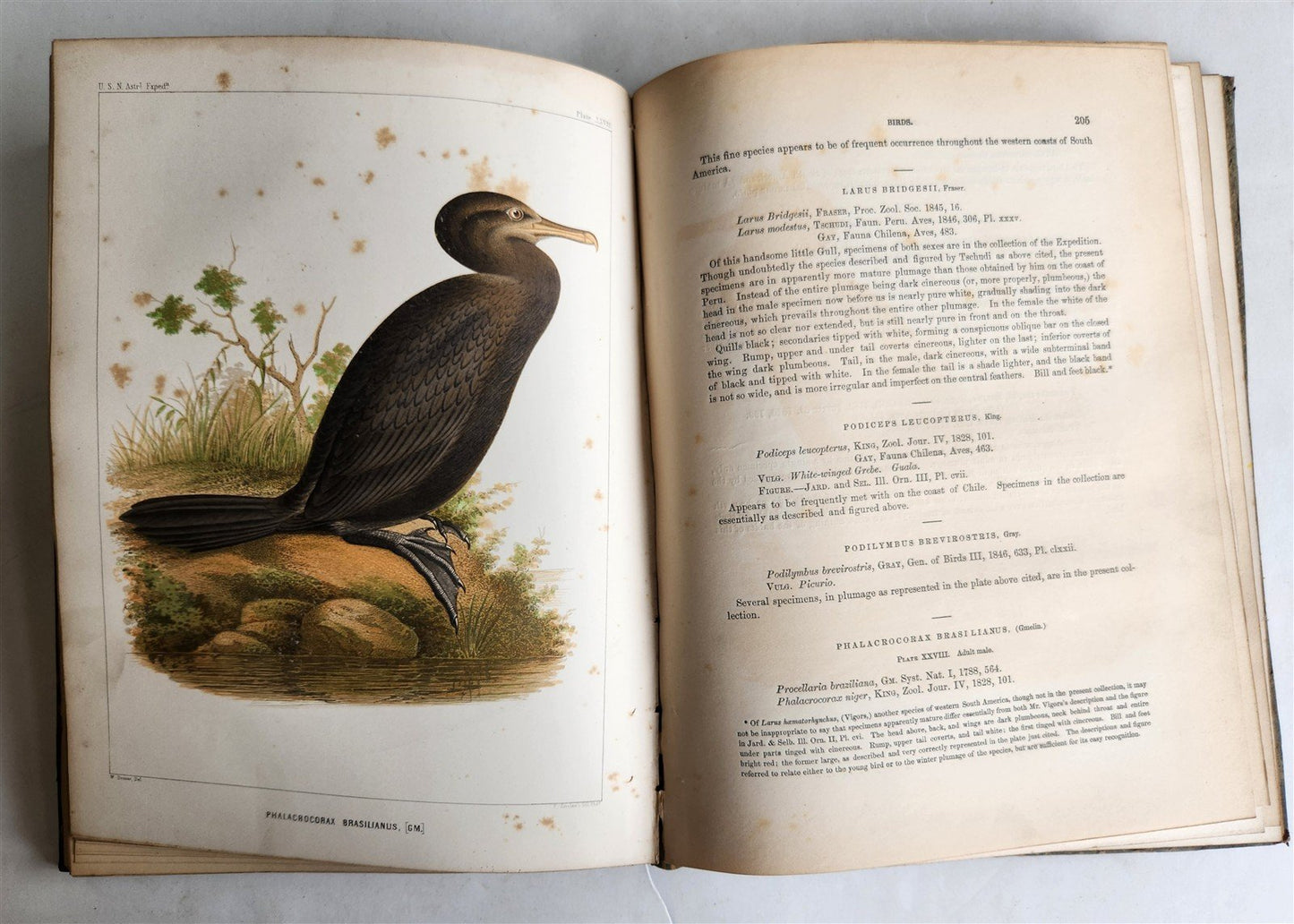1855 South Hemisphere US Naval Astronomical Expedition ANTIQUE illustrated 2 VOL