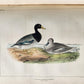 1855 South Hemisphere US Naval Astronomical Expedition ANTIQUE illustrated 2 VOL
