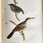 1855 South Hemisphere US Naval Astronomical Expedition ANTIQUE illustrated 2 VOL