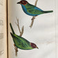 1855 South Hemisphere US Naval Astronomical Expedition ANTIQUE illustrated 2 VOL