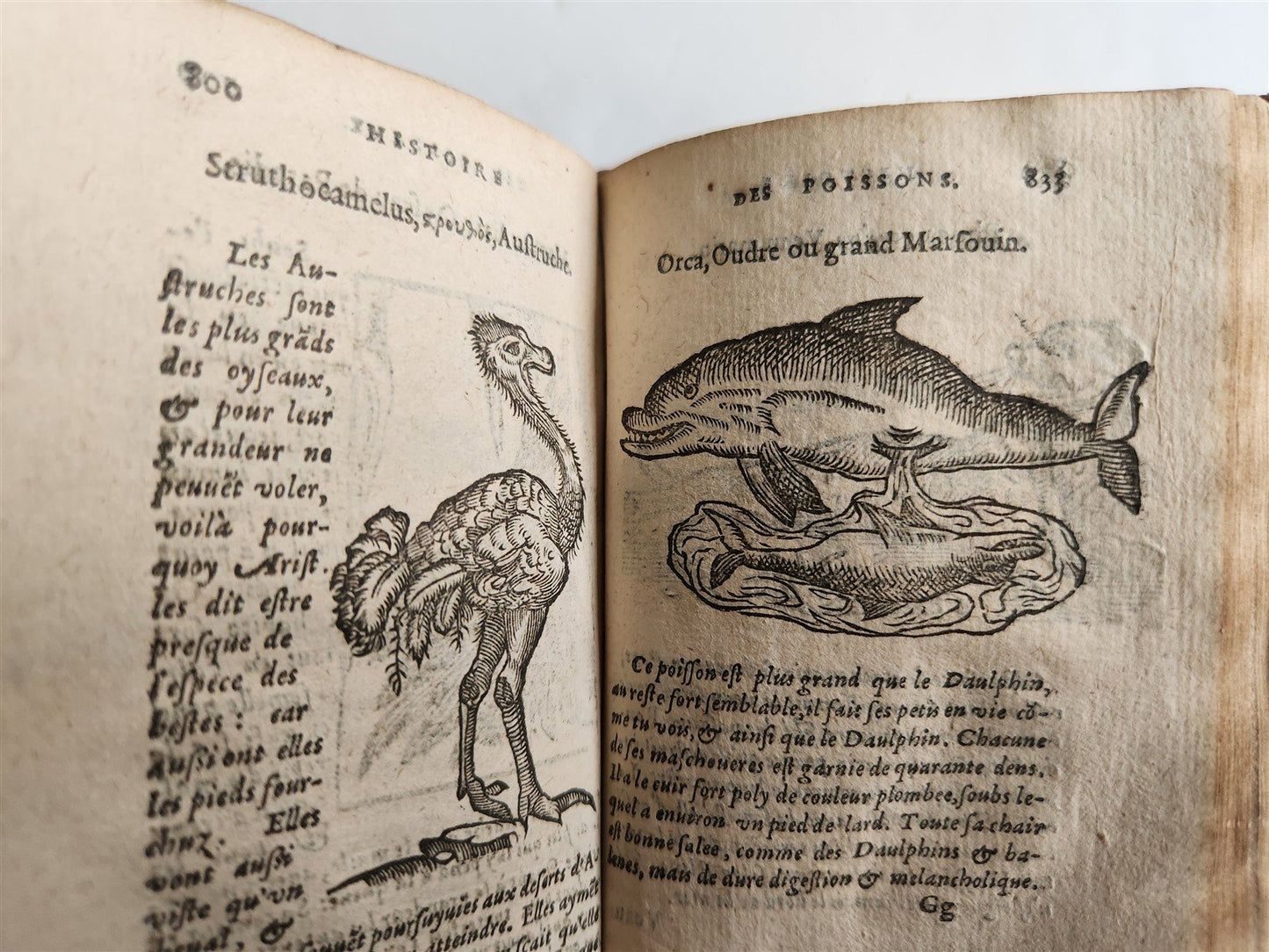 1584 ILLUSTRATED HISTORY of PLANTS & ANIMALS by Linocier antique VELLUM BOUND