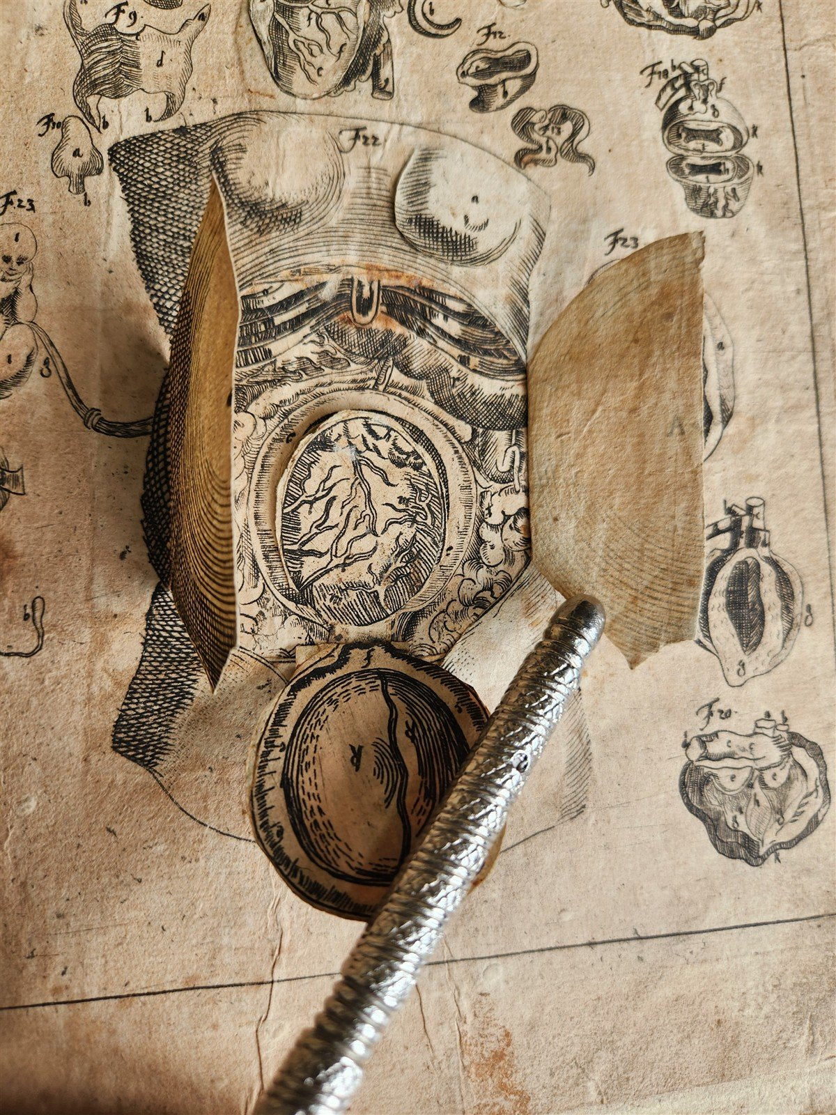 1720 ANATOMY ILLUSTRATED w/ MOVEABLE PARTS antique FOLIO