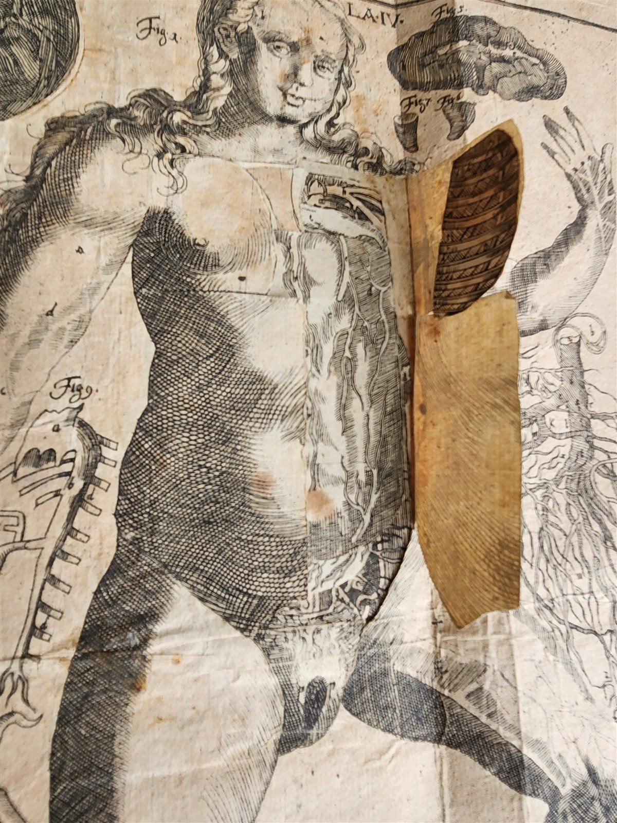 1720 ANATOMY ILLUSTRATED w/ MOVEABLE PARTS antique FOLIO