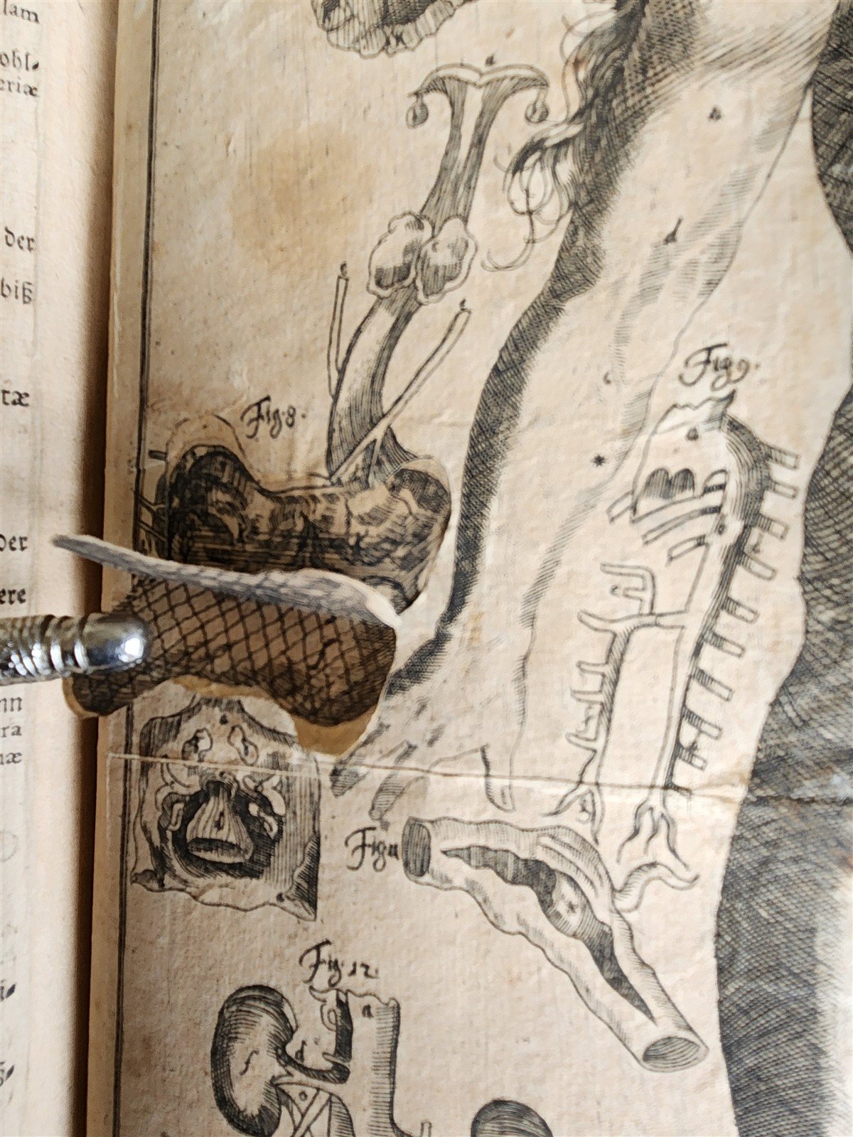 1720 ANATOMY ILLUSTRATED w/ MOVEABLE PARTS antique FOLIO