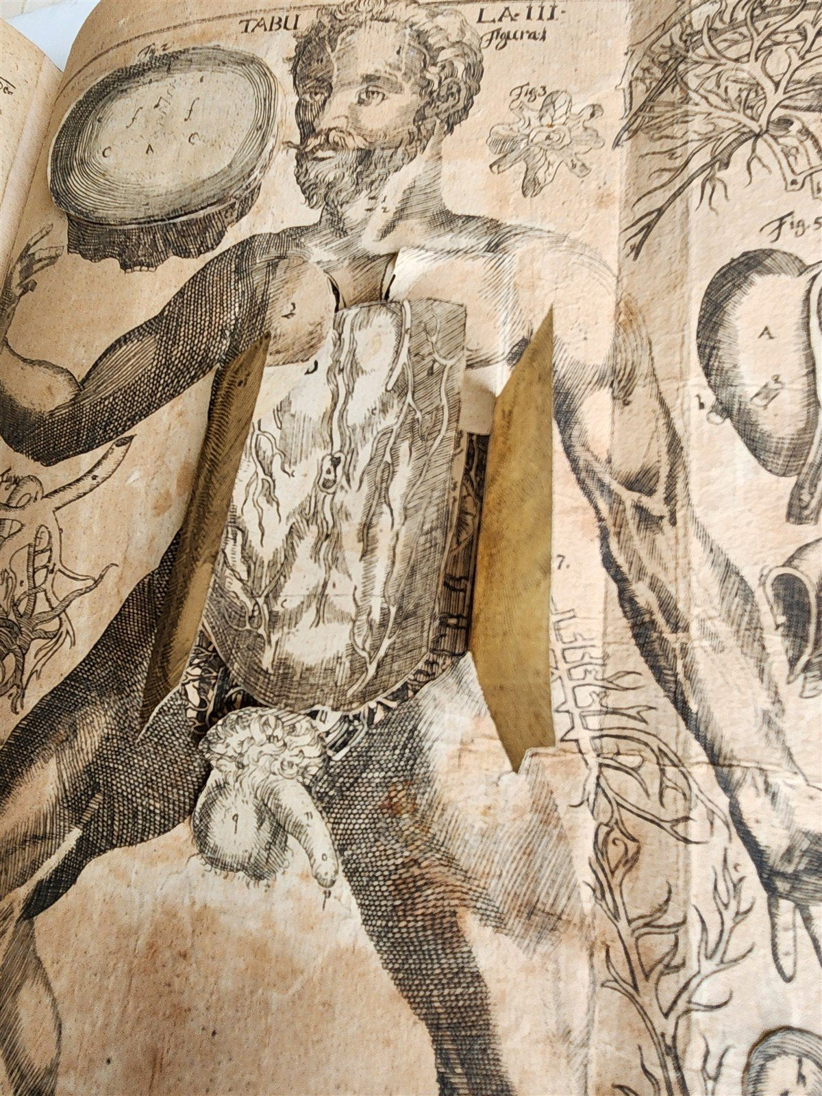 1720 ANATOMY ILLUSTRATED w/ MOVEABLE PARTS antique FOLIO