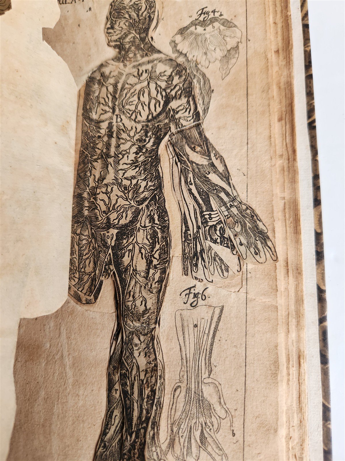 1720 ANATOMY ILLUSTRATED w/ MOVEABLE PARTS antique FOLIO