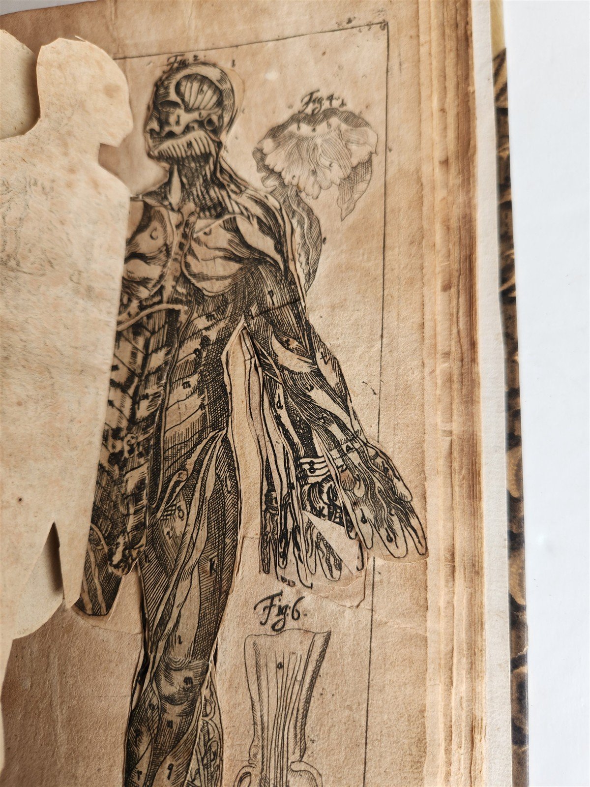 1720 ANATOMY ILLUSTRATED w/ MOVEABLE PARTS antique FOLIO