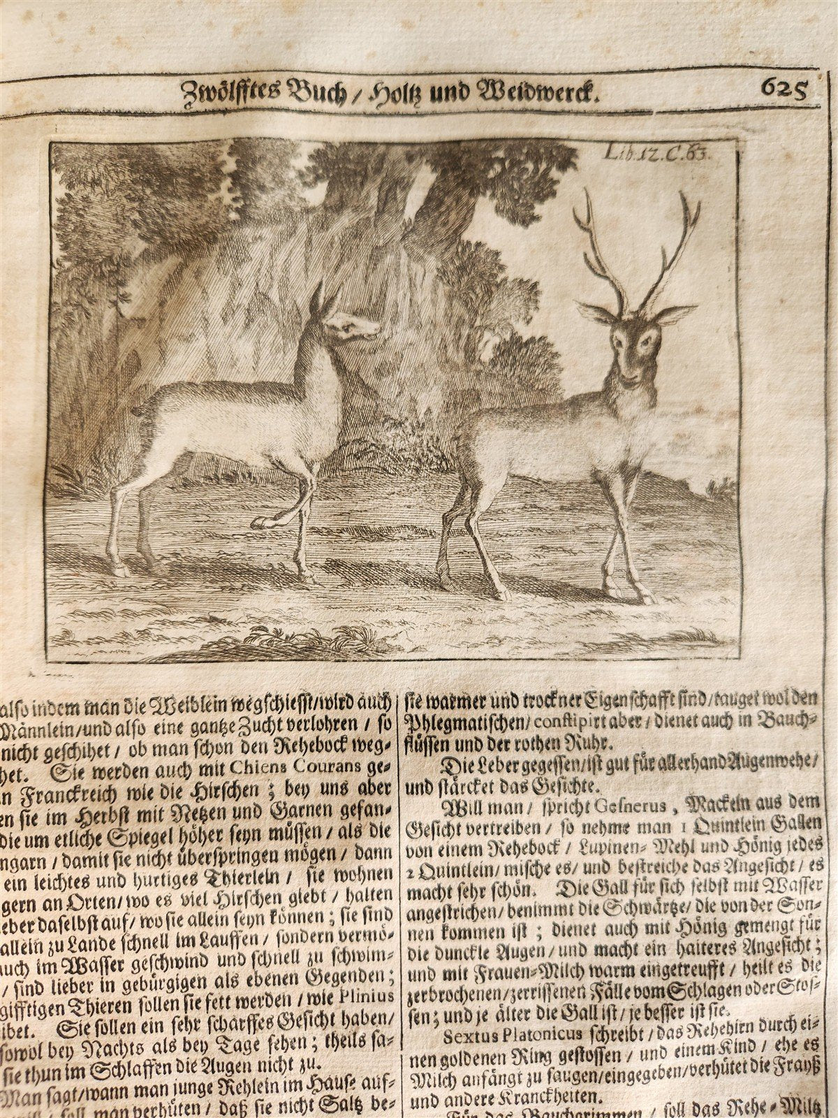 1682 Georgica curiosa ILLUSTRATED noble country life antique PIGSKIN BOUND FOLIO
