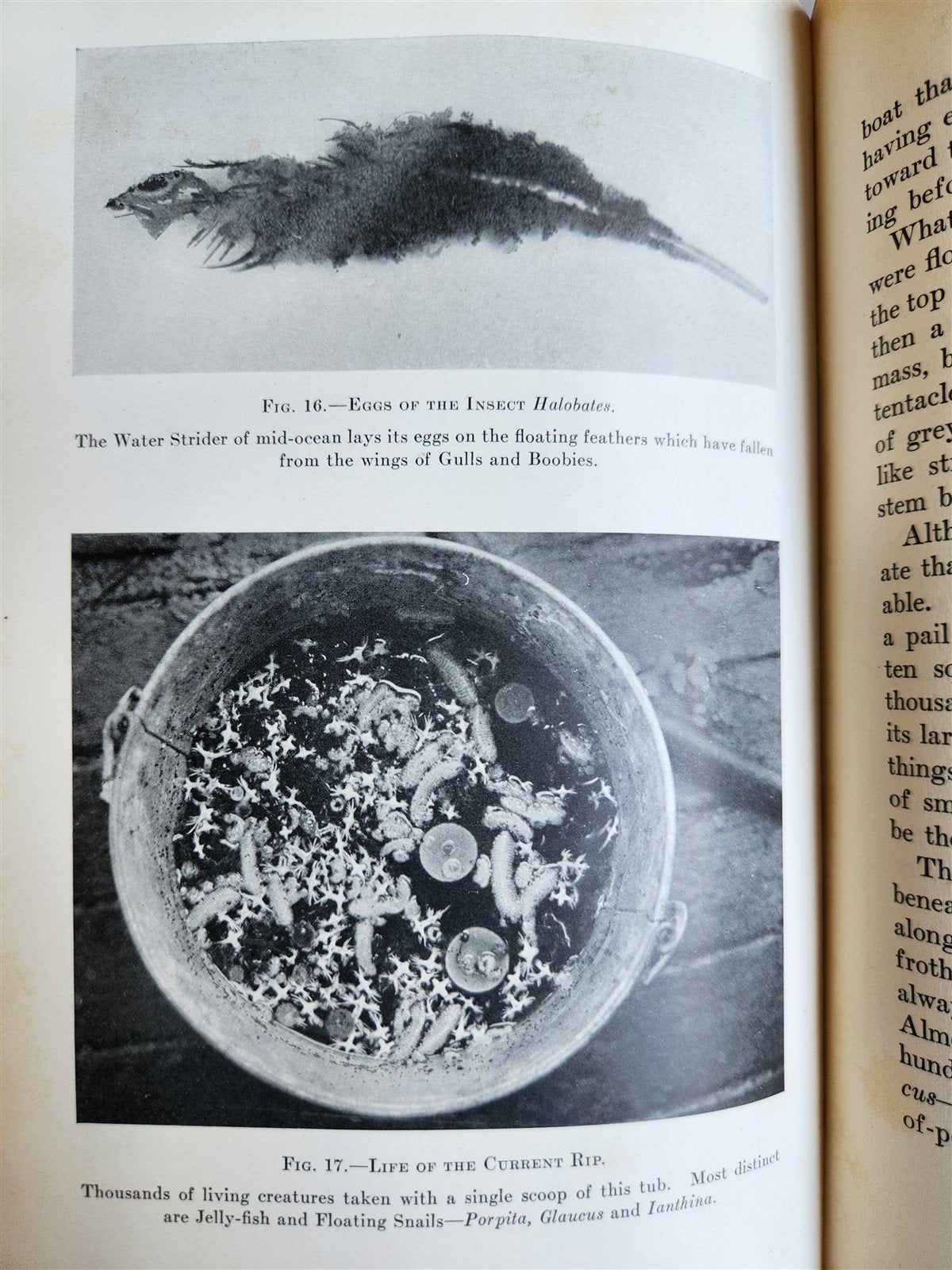 1926 THE ARCTURUS ADVENTURE by William Beebe antique ILLUSTRATED
