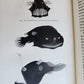 1926 THE ARCTURUS ADVENTURE by William Beebe antique ILLUSTRATED