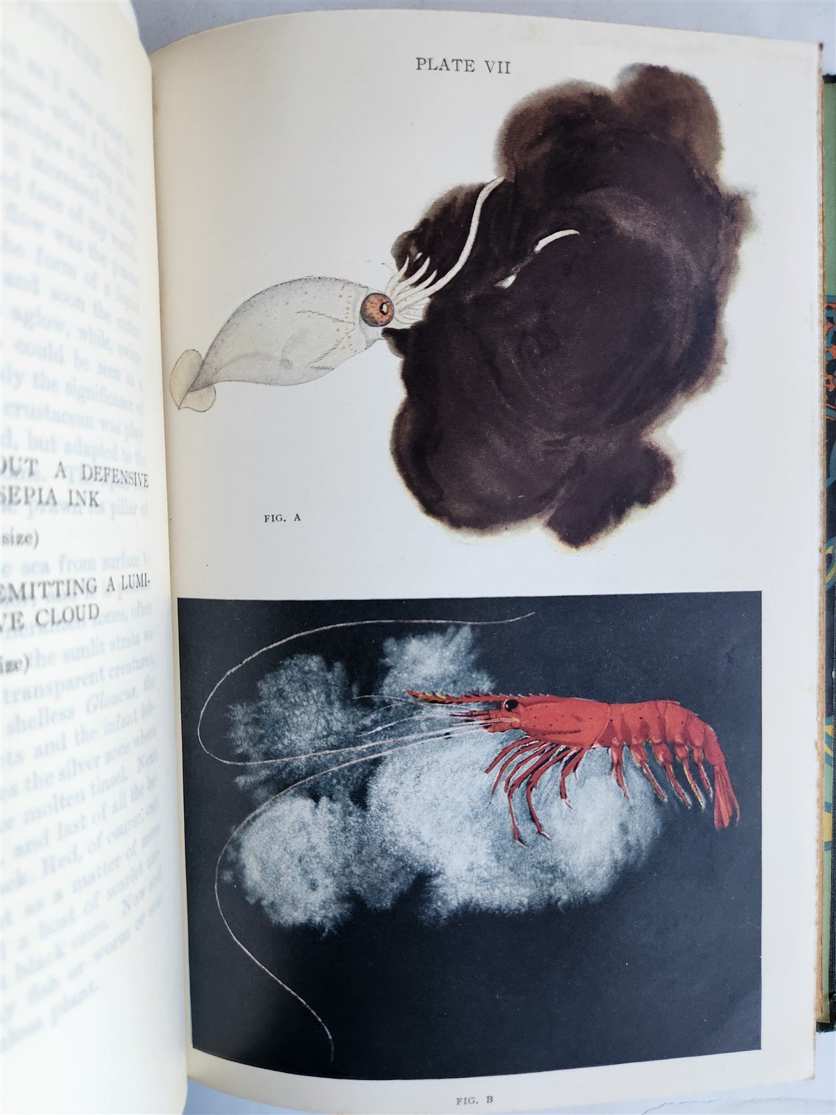 1926 THE ARCTURUS ADVENTURE by William Beebe antique ILLUSTRATED