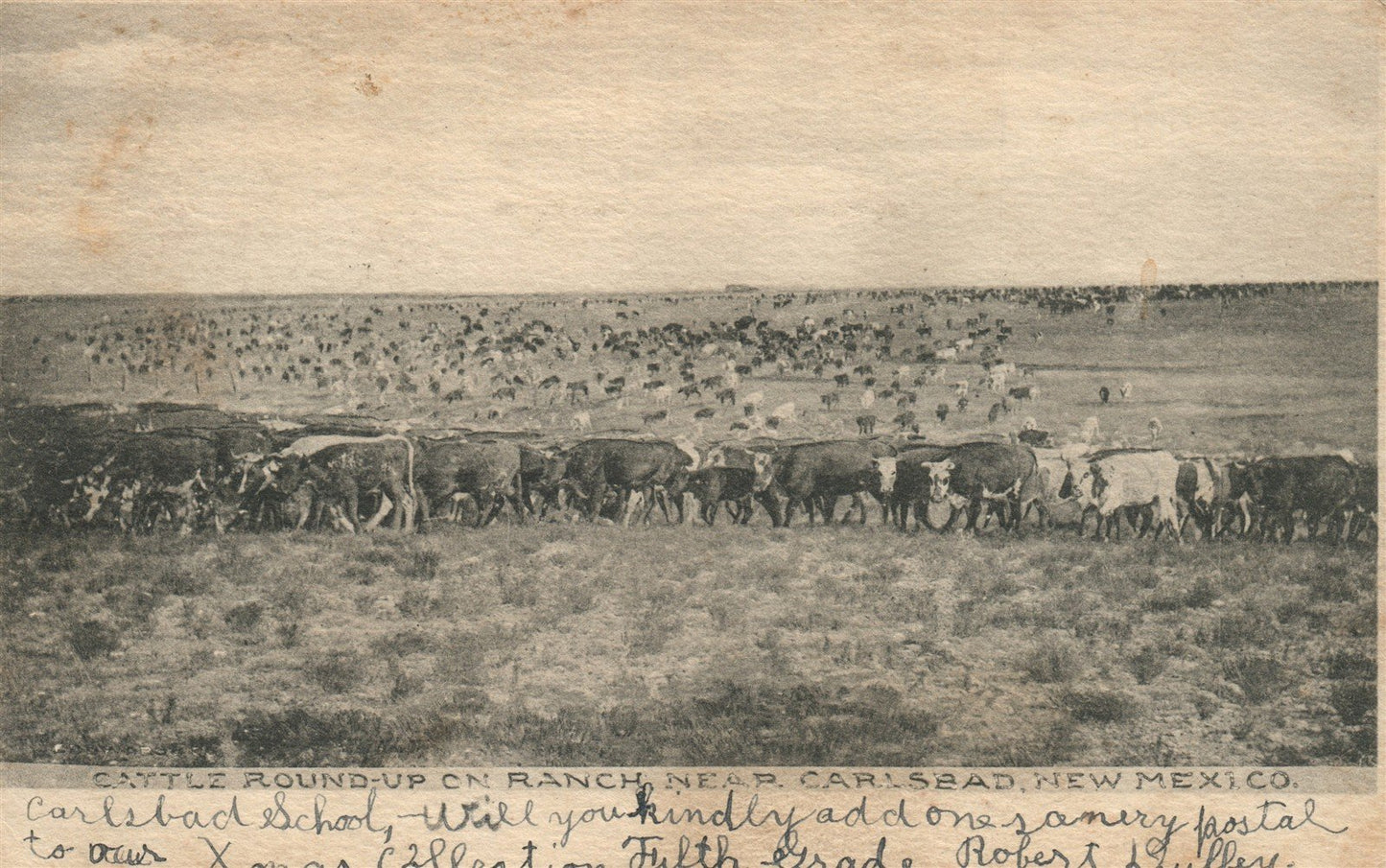 CARLSBAD NM CATTLE ROUND-UP ON RANCH ANTIQUE POSTCARD