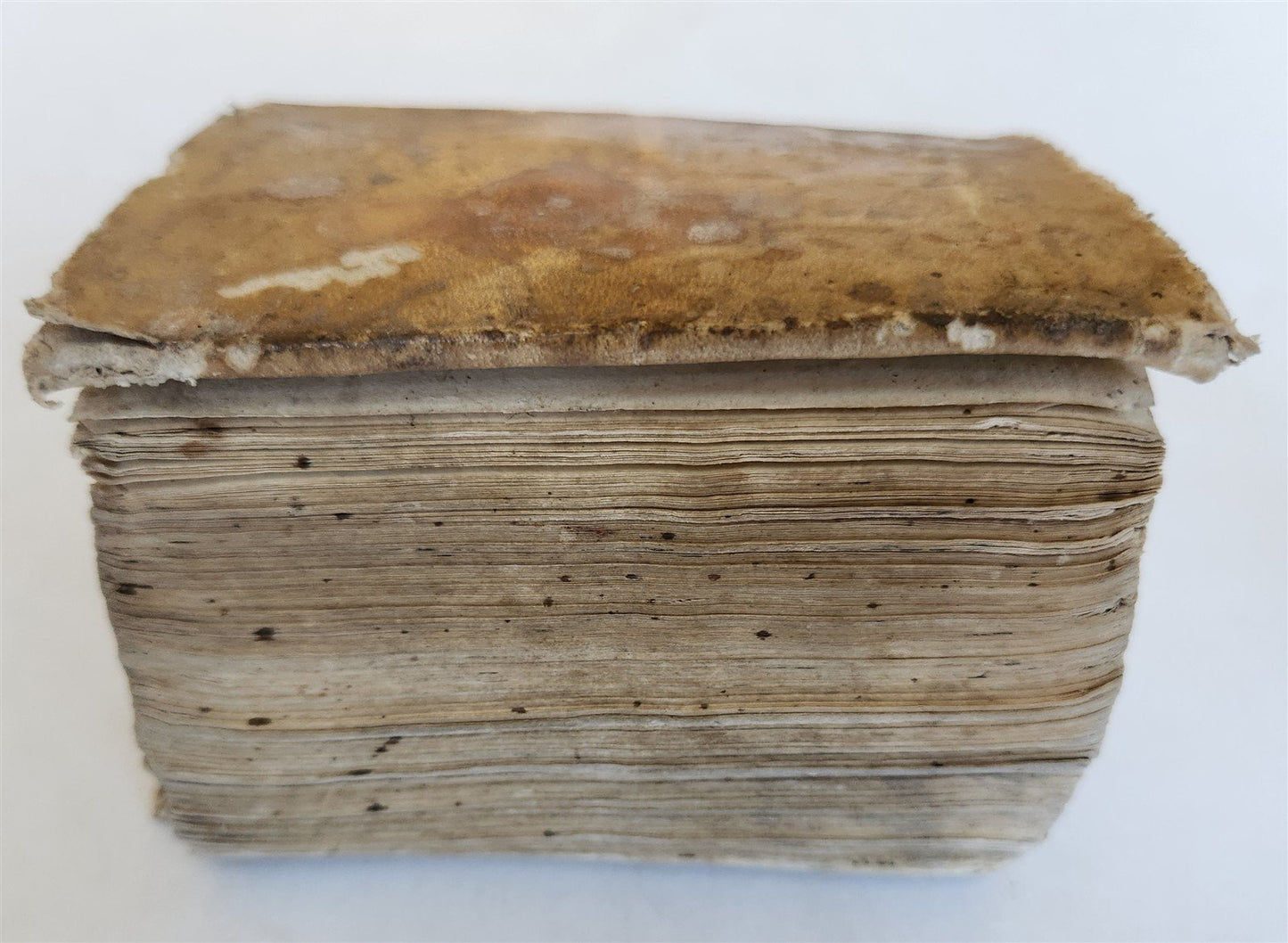 1548 BIBLE in LATIN ILLUSTRATED antique 16th CENTURY vellum TESTAMENTI NOUI