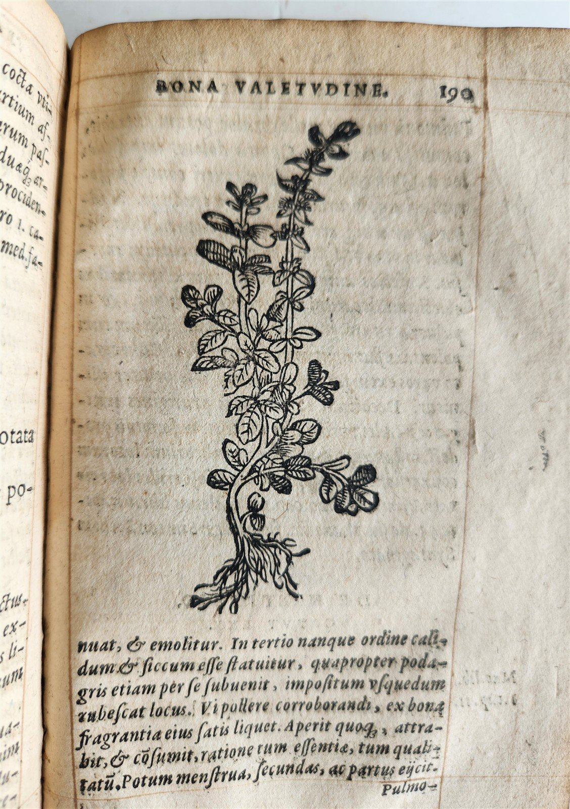1568 RULES FOR PRESERVING GOOD HEALTH by ARNOLDUS VILANOVA ILLUSTRATED antique