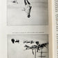 1926 THE ADVENTURE of WRANGEL ISLAND illustrated ANTIQUE