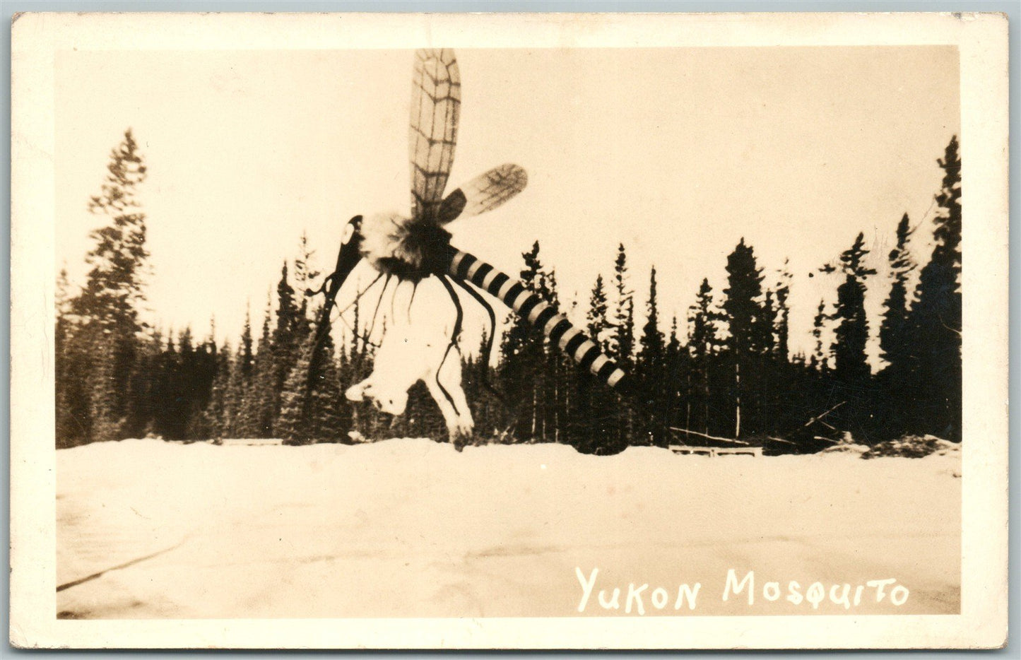 YUKON CANADA EXAGGERATED MOSQUITO w/ RABBIT VINTAGE REAL PHOTO POSTCARD RPPC